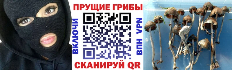Галлюциногенные грибы GOLDEN TEACHER  купить закладку  мориарти какой сайт  Ворсма 